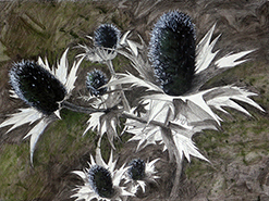 Roswita Busskamp painting Thistles