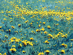 Roswita Busskamp painting Dandelions