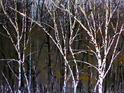 Roswita Busskamp painting Birch Trees