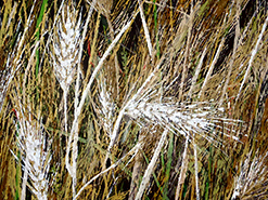 Roswita Busskamp painting Grain