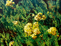 Roswita Busskamp painting Summer Colours