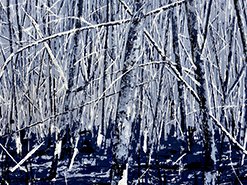 Roswita Busskamp painting Bog